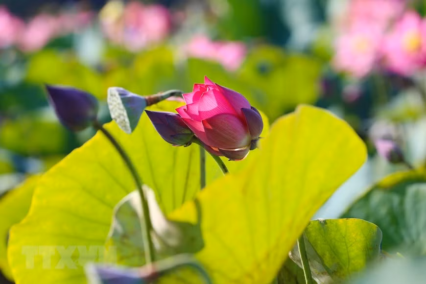 The lotus which grows in muddy waters is a symbol of purity and the will to strive and prosper in tough situations. (Photo: VNA)
