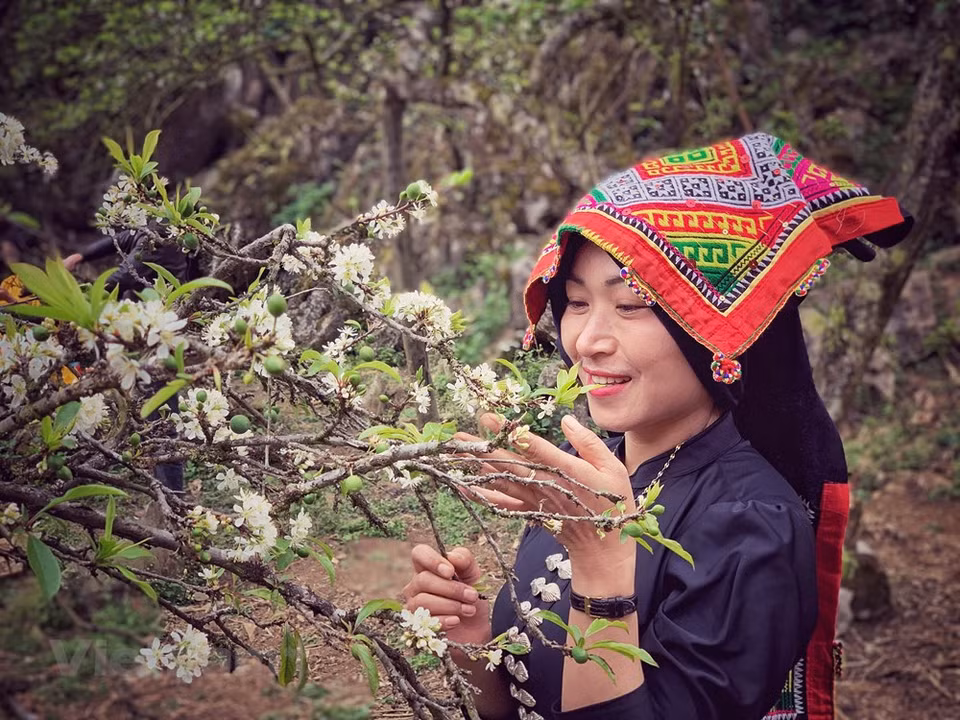 According to the plan of Vietnam National Administration of Tourism, Son La was planned in Northwest tour (Hanoi - Hoa Binh - Son La - Dien Bien - Lai Chau - Lao Cai). The province is also the gateway to visit the northern region of Laos. Son La tourism has favorable conditions to develop because the province is well endowed with diverse ecological zones. Son La has pure and wild beauty of majestic mountains, dense forest, gentle streams, and spectacular natural landscapes. In spring, Ban flowers burst into bloom and and make Northwest forest become beautiful in white colors. Some spectacular sceneries in Son La are Hang Doi (Bat Cave), Thac Dai Yem (Thai Yem Waterfall), Hang Trau (Buffalo Cave), Hang Bia Que Lam Ngu Che, among others (Photo: Xuan Mai/Vietnamplus)