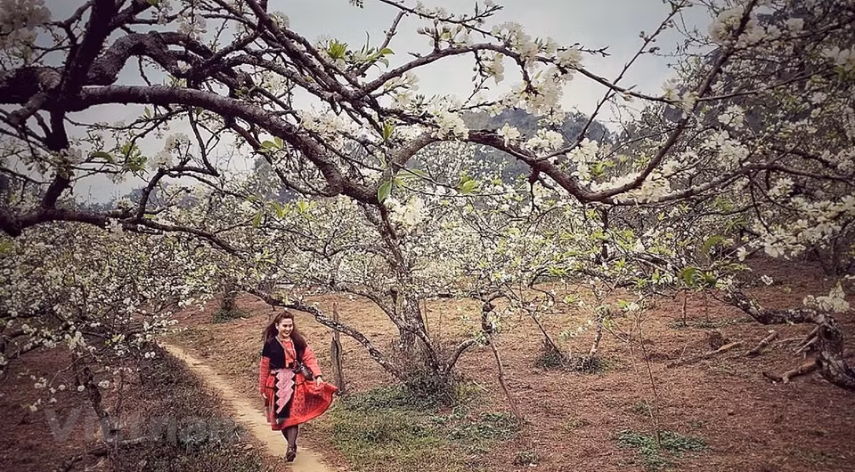 Mu Nau plum valley is one of a few places where the ancient plum trees are still intact in Moc Chau. Mu Nau Valley lies in sub-zone 13 of Moc Chau Town in Son La Province. Two kilometers south of Moc Chau center, the valley spans 200 hectares and comprises a 40-year-old apricot forest, a 25-year-old plum forest, and an old-growth forest. Moc Chau is mostly known for the poetic beauty of its enchantress, Na Ka plum valley. However, in the last two years, another hidden gem was discovered - Mu Nau plum valley. Fairy-like plum gardens stretch all over the hillsides of the valley, brightening up the Moc Chau plateau. (Photo: Xuan Mai/Vietnam+)