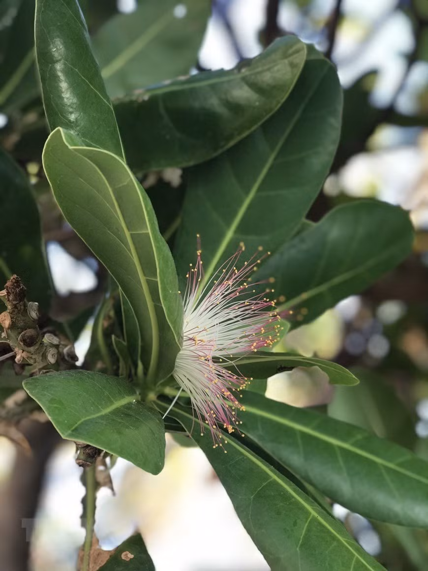 Bang vuong tree's flowers – a symbol of vitality of Truong Sa (Spratly) archipelago. (Photo: VNA)