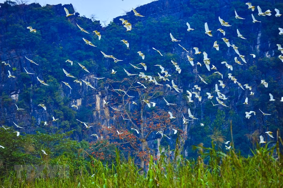 The islet is home to many white storks. (Photo: VNA)