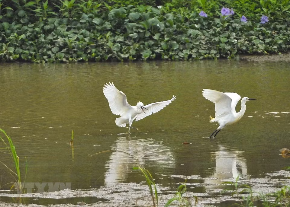Storks are main inhabitants on the islet. (Photo: VNA)