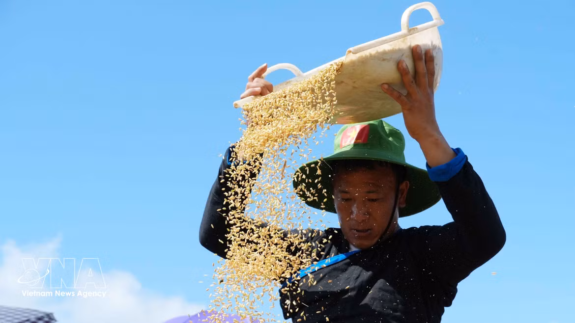 Golden rice grains harvested from Ta Leng’s terraced rice fields. (Photo: VNA)