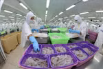Workers process shrimp products for export at a factory of Sao Ta Food Joint Stock Company in Soc Trang province. (Photo: VNA)