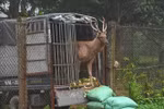 A sambars deer is taken to Cuc Phuong National Park. (Photo: VNA broadcasts)