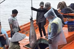 Coastal communities are increasingly complying with anti-IUU fishing regulations, helping promote more responsible and sustainable fisheries, according to a Dak Lak official. (Illustrative photo: VNA)