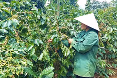 A farmer is harvesting coffee in Quang Tri province. Vietnam is speeding up the development of a 2020 forest boundary map to help exporters comply with the European Union Deforestation Regulation. (Photo: VNA)