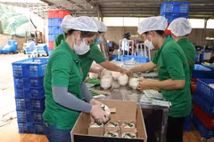 Fresh coconut packaging for export at Mekong Fruit Co. Ltd. in Huu Dinh commune in Chau Thanh district of Ben Tre province. (Photo: VNA)