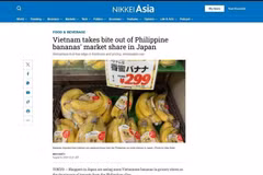 Nikkei Asia reported that Vietnamese bananas are becoming more popular in grocery stores of Japan. (Screenshot photo: VNA)