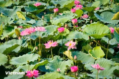 Lotuses in West Lake of Hanoi are in full bloom in June 2026. (Photo: VNA)