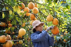 A farmer harvests pomelos in Chu ward, Bac Ninh city. (Photo: VNA)