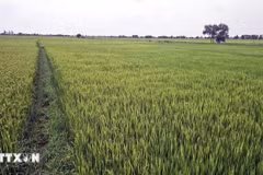 Drought, water shortages and saltwater intrusion caused by El Niño could reduce the productivity of crops, livestock and aquaculture. (Photo published by VNA)