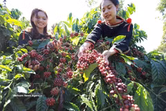 Farmers harvest coffee in the Central Highlands. Coffee is among the key foreign currency earner of Vietnam. (Photo: VNA)