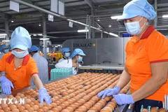 Workers package eggs at the factory of the QL Vietnam Agroresources Co. Ltd. (Photo: VNA)