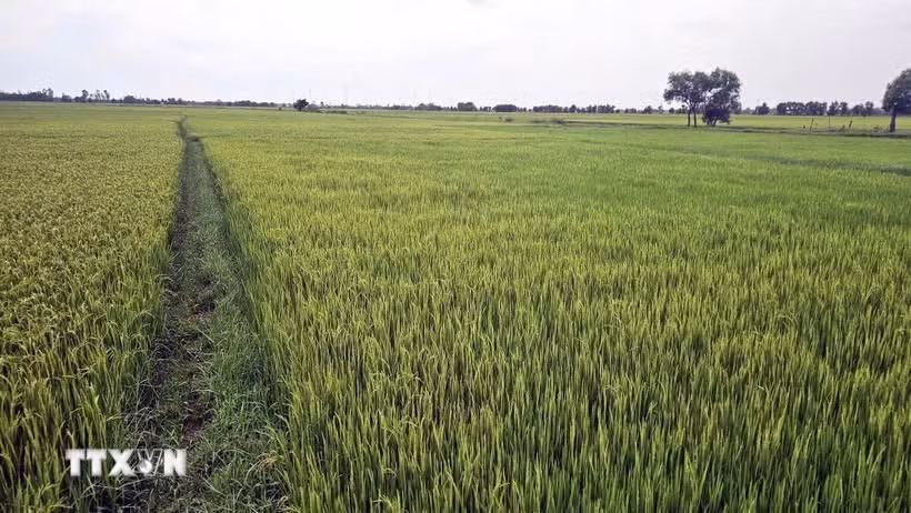Drought, water shortages and saltwater intrusion caused by El Niño could reduce the productivity of crops, livestock and aquaculture. (Photo published by VNA)