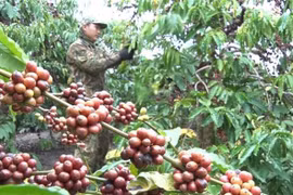 A farmer harvests coffee in Kon Tum Province. (Photo: VNA)