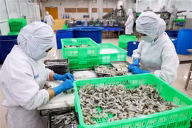 An export shrimp processing line in HCM City. (Photo: VNA)