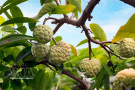 Bo Ly custard apple harvest season in northern Vietnam