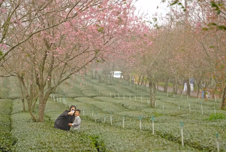 Tourists take photos and check in amidst the cherry blossoms in Da Lat. (Photo: VNA)