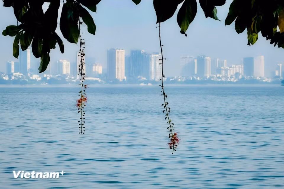 West Lake is known by various names, including Xac Cao Lake, Kim Nguu Lake, Lang Bac Lake, Dam Dam Lake and Doai Lake. It is the largest lake in the northern delta region. (Photo: Vietnam+)