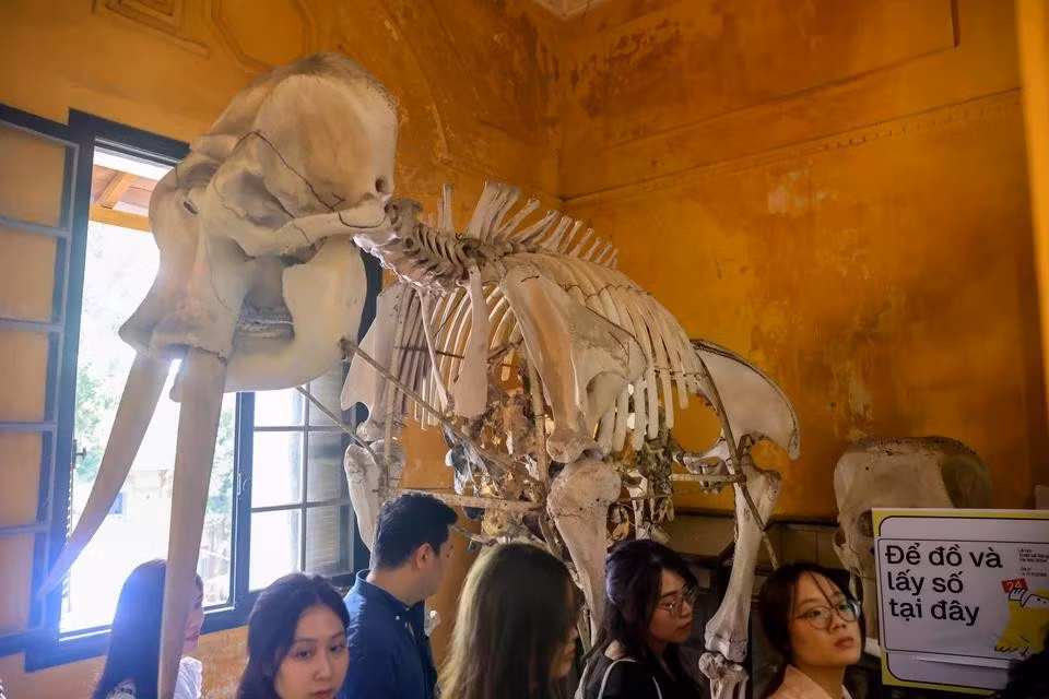 A skeleton of the Asian elephant exhibited at the entrance of the museum (Photo: VietnamPlus)