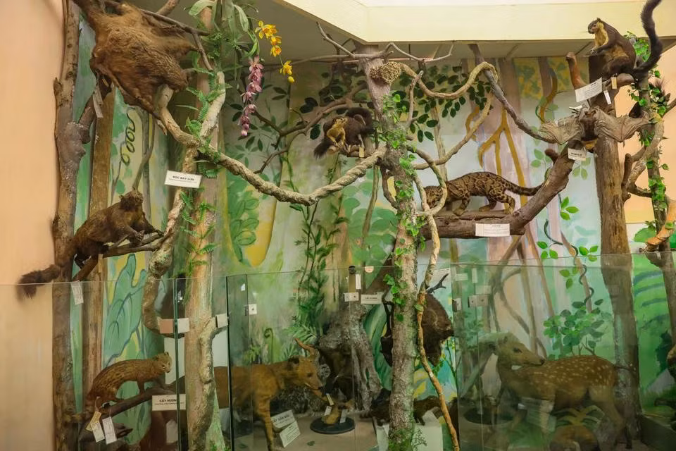 The museum has provided and compared specimens for research in the life sciences, including systematics and taxonomy, resources, and biodiversity. (Photo: VietnamPlus)