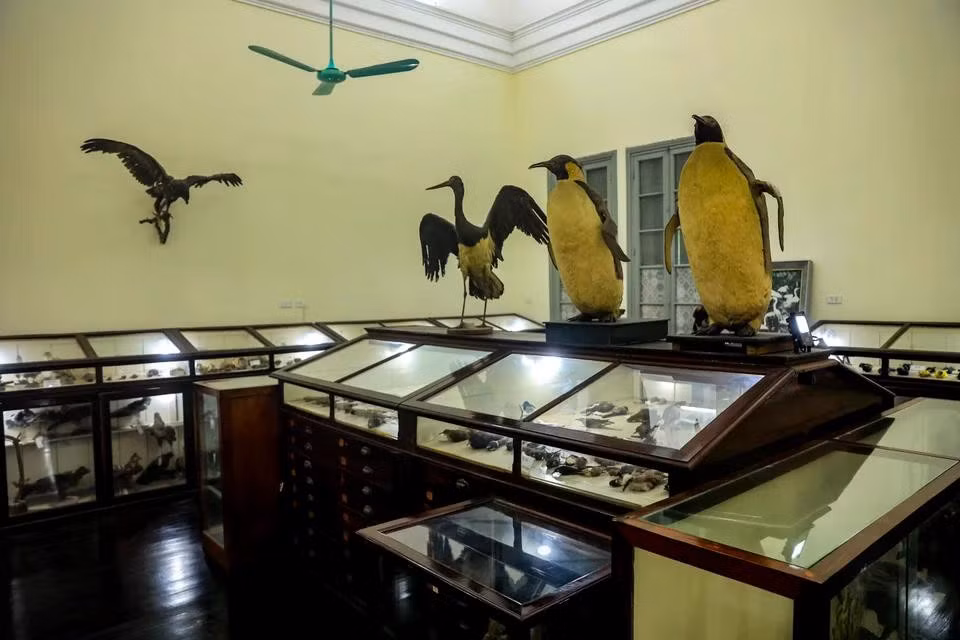 As many as 2,674 bird specimens of 381 species are kept at the museum. (Photo: VietnamPlus)