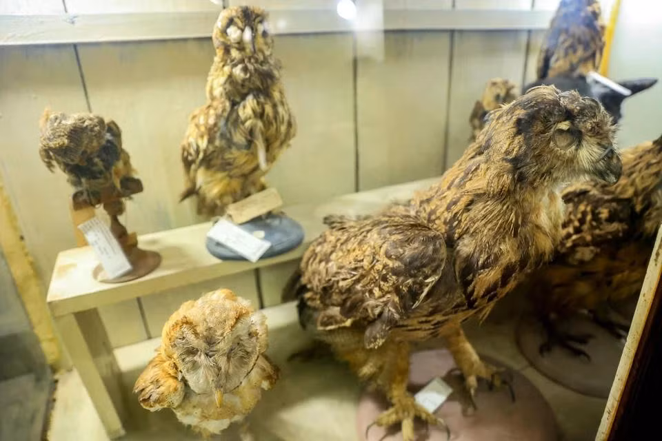 This figure, 381, accounts for 45% of the total bird species in Vietnam at present, 848. The specimens belong to 68 families of 18 orders. (Photo: VietnamPlus)