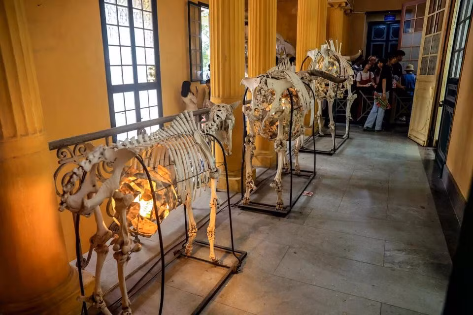 The Biology Museum is keeping hundreds of thousands of specimens of Vietnamese animals and plants collected since late the 19th century. (Photo: VietnamPlus)