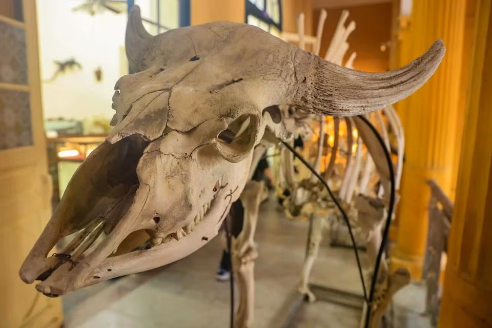 Despite its limited space, the museum possesses a diverse and valuable collection of exhibits considered a demonstration of Vietnam’s biological diversity. (Photo: VietnamPlus)