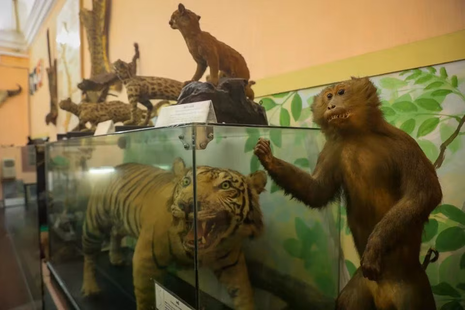 The Biology Museum preserves a large number of rare specimens, some of which can be found only at this museum and nowhere else in Vietnam. (Photo: VietnamPlus)