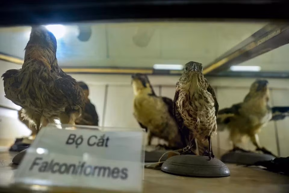 The museum also preserves more than 28,000 flora specimens collected from nationwide. They include 22,991 scientifically identified specimens which belong to 4,287 species of 1,300 genera and 235 families. (Photo: VietnamPlus)