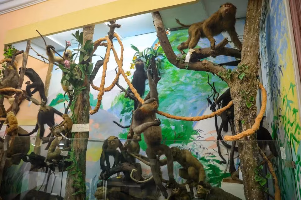 The museum is home to 2,507 mammalian specimens belonging to 136 species and subspecies of 70 genera, 26 families, and 10 orders. The number of mammalian species on display here, 136, accounts for 45.3% of the total in Vietnam at present, 300. (Photo: VietnamPlus)