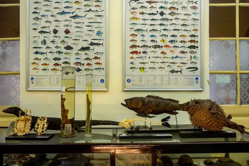 The collection of 6,207 fish specimens at the museum is one of the most unique of its kind. They include rare species discovered by Vietnamese scientists. (Photo: VietnamPlus)