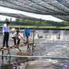 An ultra-intensive shrimp farming model linked with environmental protection in Ca Mau province. (Photo: VNA)
