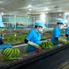 Workers at Hoang Anh Gia Lai Group handle bananas before packaging them for export. (Photo: VNA)
