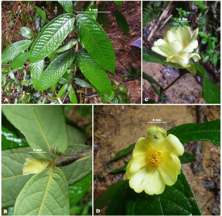 Two new species of Camellia from Vietnam published in Korean journal ảnh 1