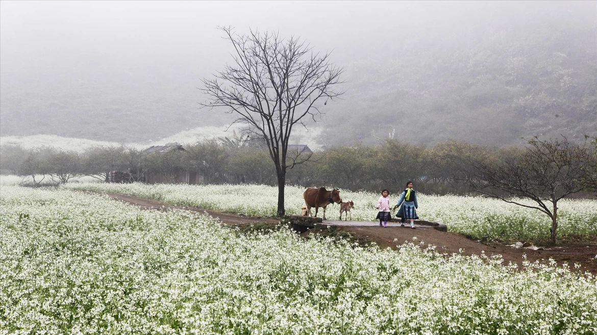 Moc Chau - a springtime plateau amid the clouds