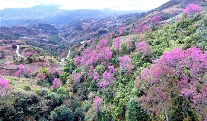 Wild peach blossoms attract tourists at Yen Bai province (Photo: VNA)