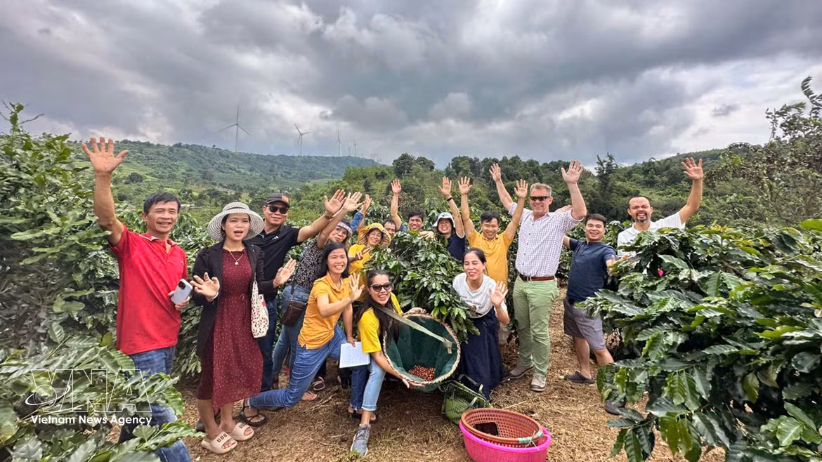 A century of Khe Sanh coffee: Red soil shapes its signature Arabica