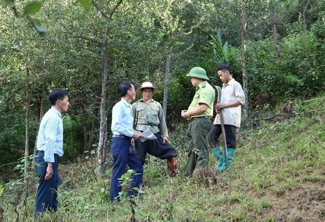 Forests better managed thanks to protection policy