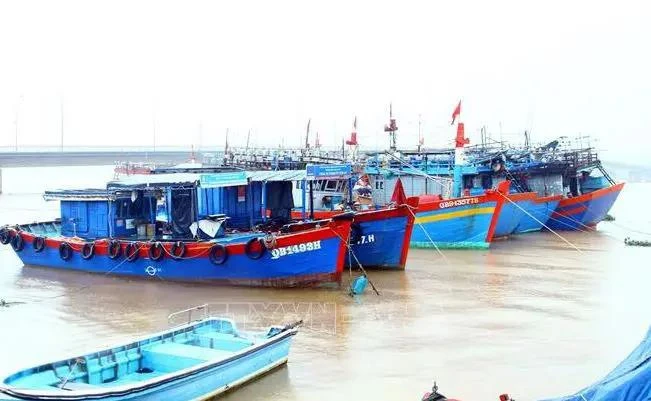 Starting November 2, the campaign has seen the deployment of four task forces as well as many naval vessels and inspection teams for a comprehensive examination of and crackdown on IUU fishing activities across the province. (Illustrative image - Source: VNA file photo)