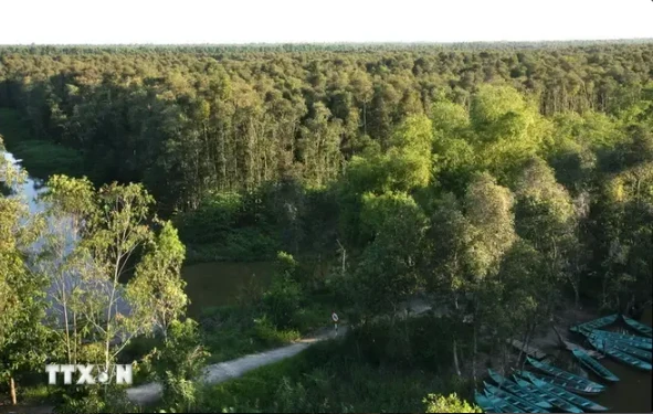 A view of the Gao Giong cajeput forest in Dong Thap province (Photo: VNA)