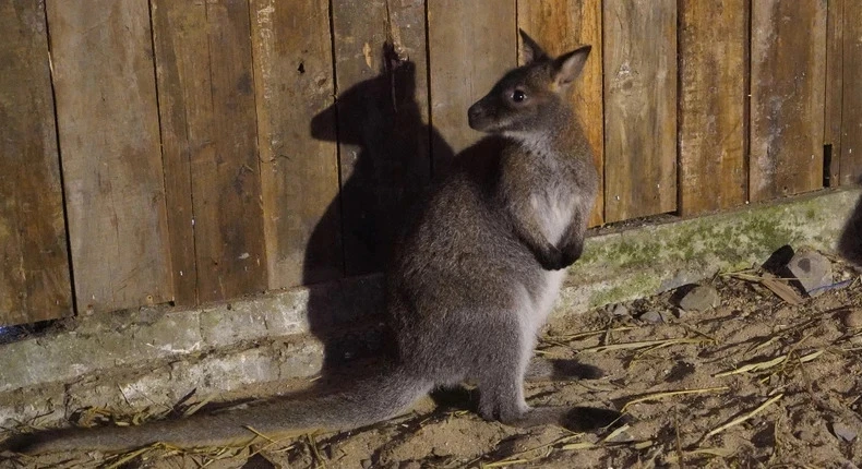 Australian Embassy helps centre with care for suspectedly smuggled wallabies