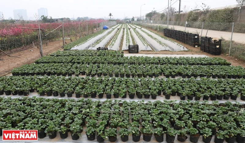 Covering on an area of 4000sqm, Chimi Farm plants strawberries in accordance with VietGrap standards (Photo: VNA)