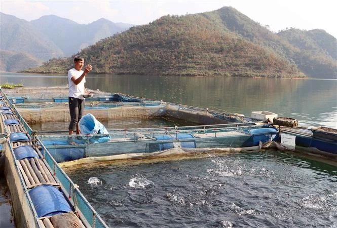 Fish cage farming is a new trade of farmers in Muong Kim commune, Than Uyen district which is home to Ban Chat hydropower plant (Photo: VNA)