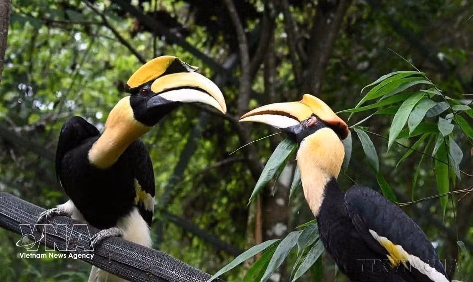 A pair of great hornbills inhabits the forest canopy of Phong Nha-Ke Bang. (Photo: VNA)