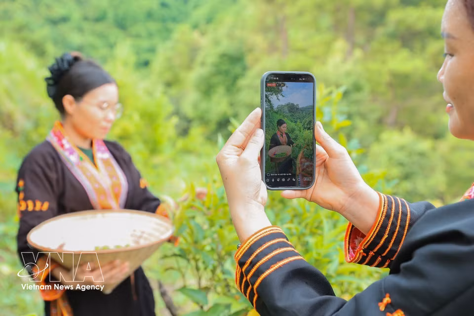 Cooperative members livestream the harvest on social media to verify product origin. (Photo: VNA)