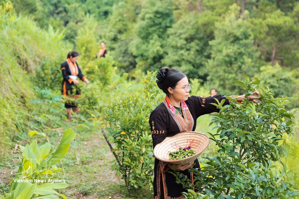Members of Mau Son Eco-farm Cooperative harvest wild lemons and sort quality fruits for processing. (Photo: VNA)