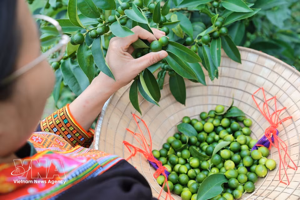 Cooperative members select high-quality wild lemons for processing. (Photo: VNA)